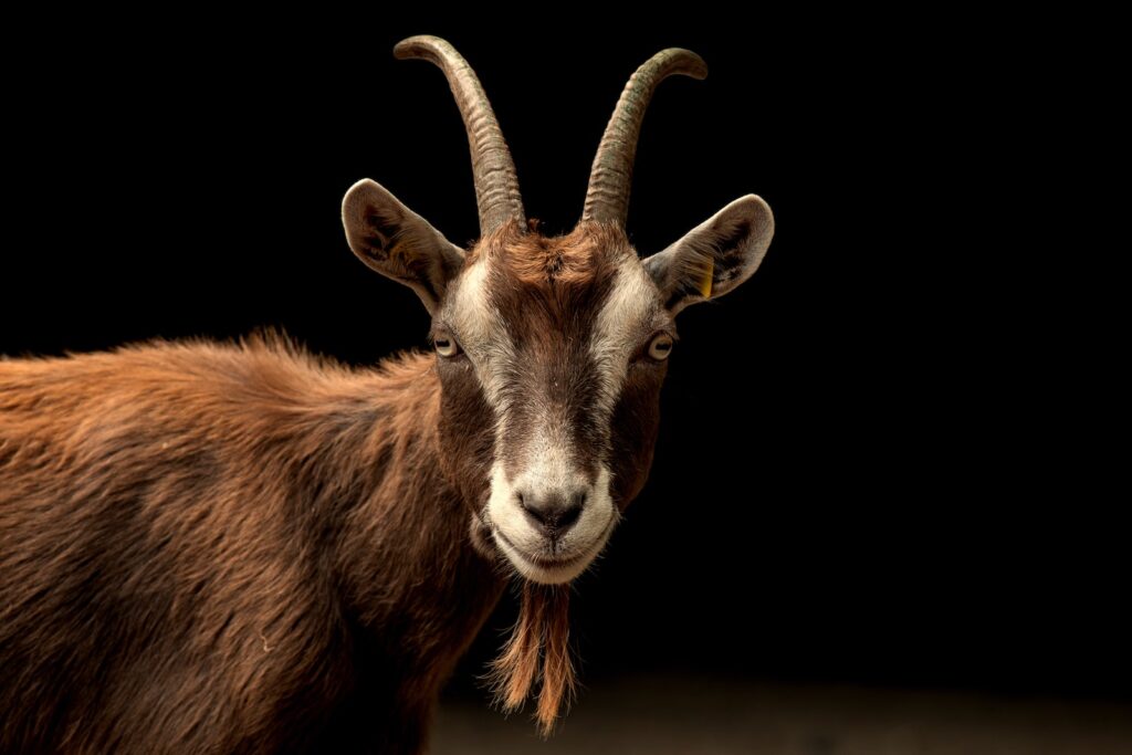 Man kan finde geder i de fleste mini-zoos